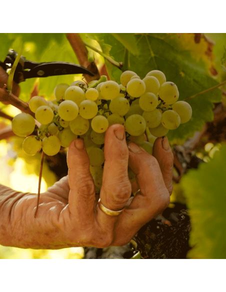 Vive la Vendimia en Trás-os-Montes: Una Experiencia Auténtica de Recolección y Tradición